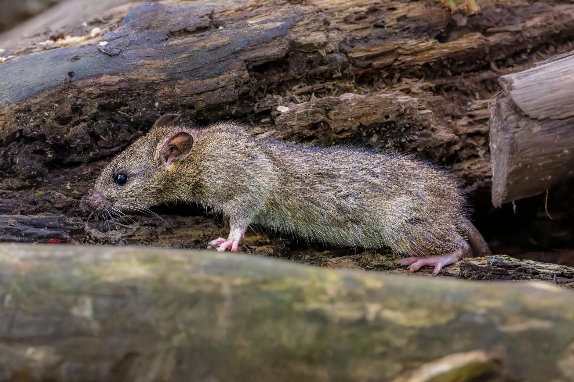 WHO Director-General's Message to Tenerife on Hantavirus Response